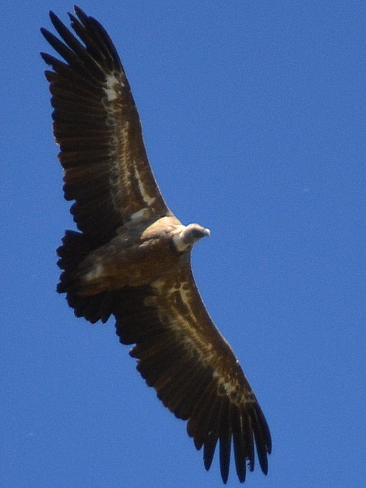 vautour fauve en vol